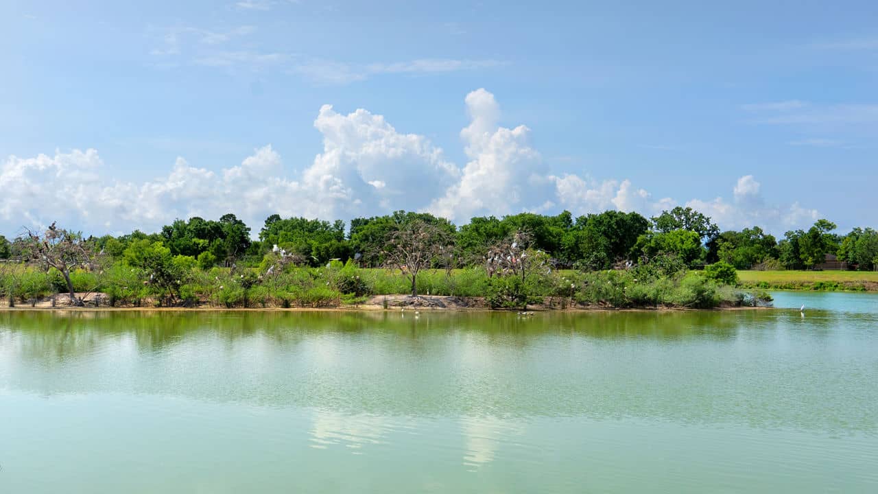 A panoramic view of a bird island rookery with many birds nesting and perching in the trees. The rookery is surrounded by water in a pond at the Delores Fenwick Nature Center in Pearland, Texas.